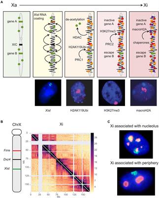 X Inactivation and Escape: Epigenetic and Structural Features